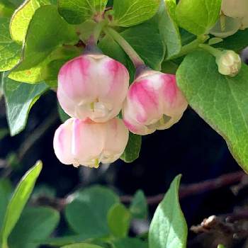 那須岳の花の投稿画像一覧 Greensnap グリーンスナップ