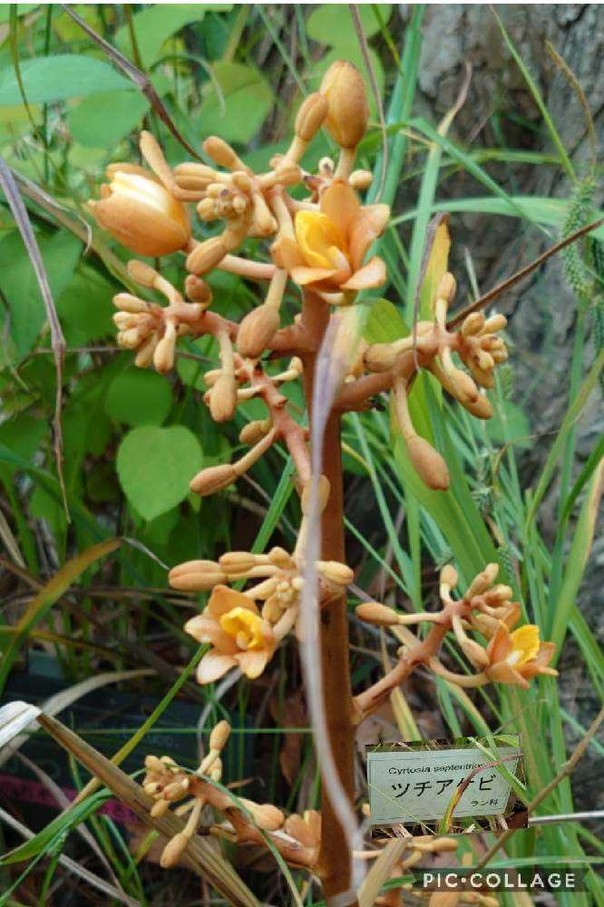 確認用です、白アケビ、ミニ盆栽、盆栽、山野草、植物、雑木 - 植物/観葉植物