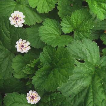 大根草の投稿画像一覧 Greensnap グリーンスナップ