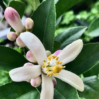 レモンの花と蕾の投稿画像一覧 Greensnap グリーンスナップ
