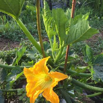 ズッキーニ雌花の投稿画像一覧 Greensnap グリーンスナップ