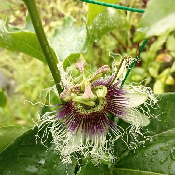 果実の花の投稿画像一覧 Greensnap グリーンスナップ