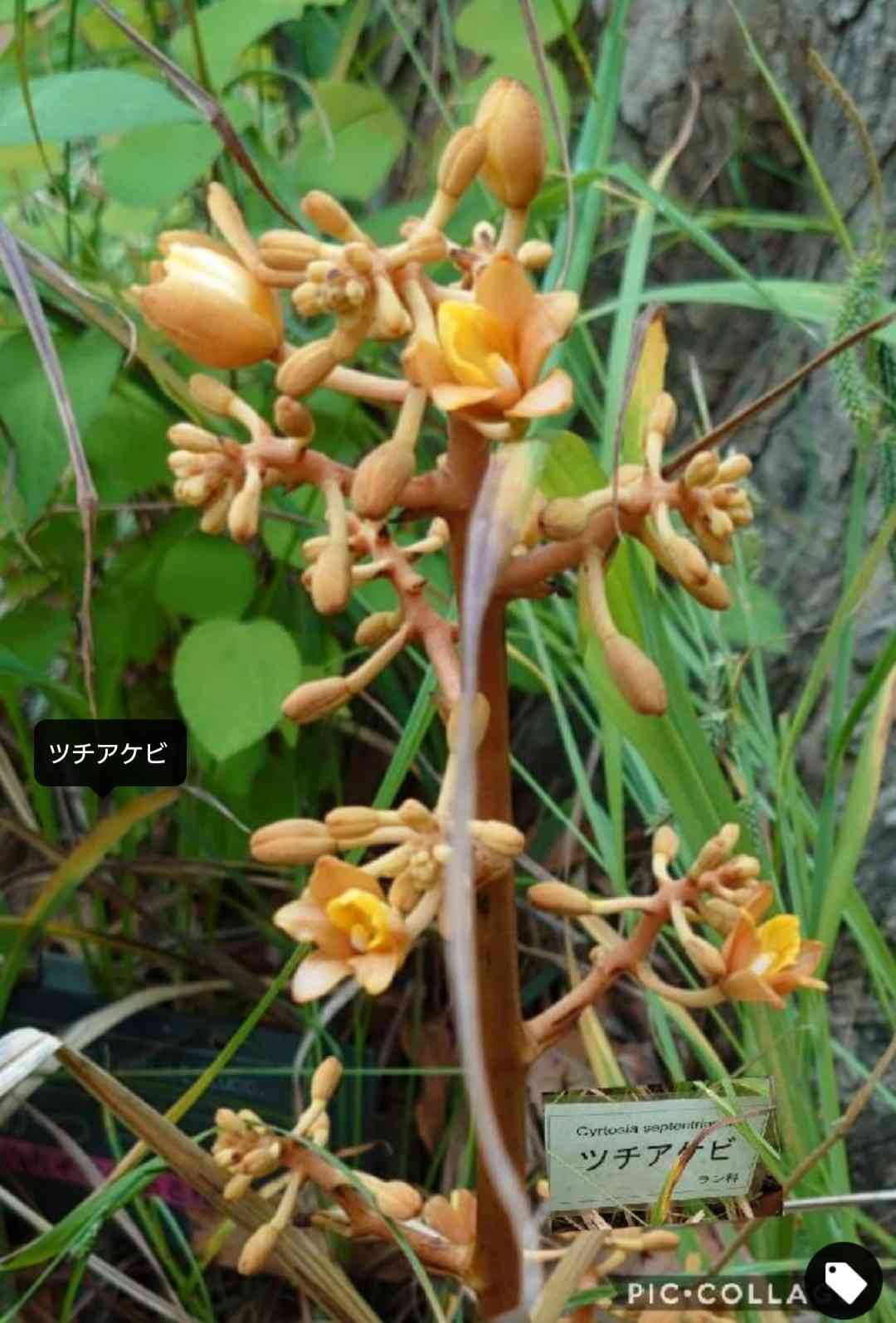 自生紫陽花.盆栽.山野草.他〈大船フラワーセンター5.29〉｜🍀GreenSnap（グリーンスナップ）