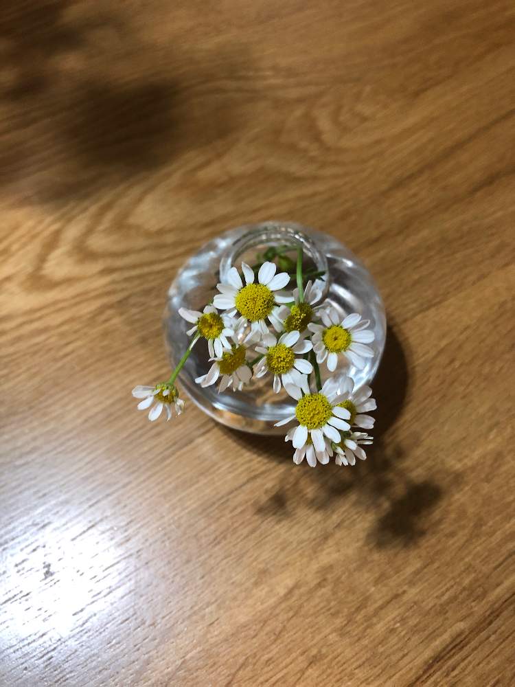 カモミールの投稿画像 By みほさん 21月6月28日 Greensnap グリーンスナップ