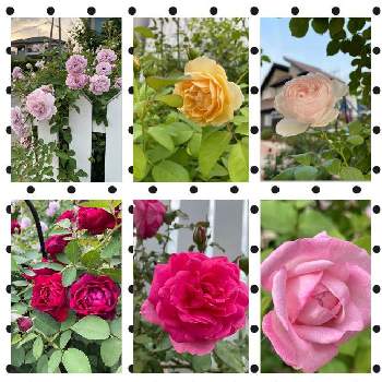憧れの薔薇の画像 by Tomoさん | 広い庭と薔薇 グラハムトーマスと薔薇オデュッセイアと薔薇 クロード・モネと薔薇 パレードと薔薇クリスティアーナとバラ レイニー・ブルーと薔薇 シェラザードと薔薇ストロベリーマカロンとロザリアン見習いとばら バラ 薔薇とおうち園芸と植中毒とばら大好きと雑貨好き♡と憧れの薔薇とiPhone12で撮影と花のある暮らしとバラ薔薇ばらら～❤️とチーム福岡