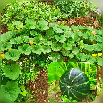 ミニカボチャの画像 by ちけさん | 小さな庭とミニカボチャと家庭菜園と可愛い実とみどりのある暮らし