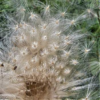 アメリカオニアザミの綿毛の投稿画像一覧 Greensnap グリーンスナップ