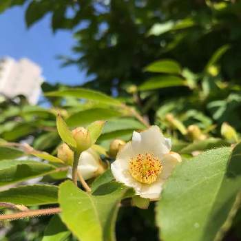 ヒメシャラの投稿画像一覧 Greensnap グリーンスナップ