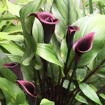 カラー ホットチョコレートの投稿画像一覧 Greensnap グリーンスナップ