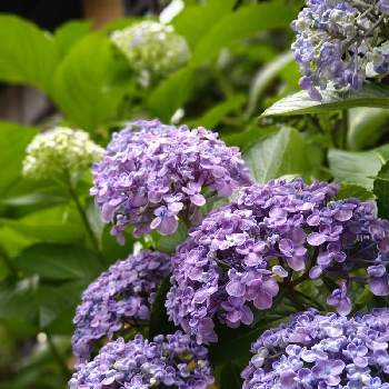 限定セール おたふく紫陽花 確認用 植物 観葉植物 Www Cljnews Com