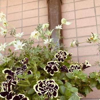 ペチュニア 黒真珠の投稿画像一覧 Greensnap グリーンスナップ