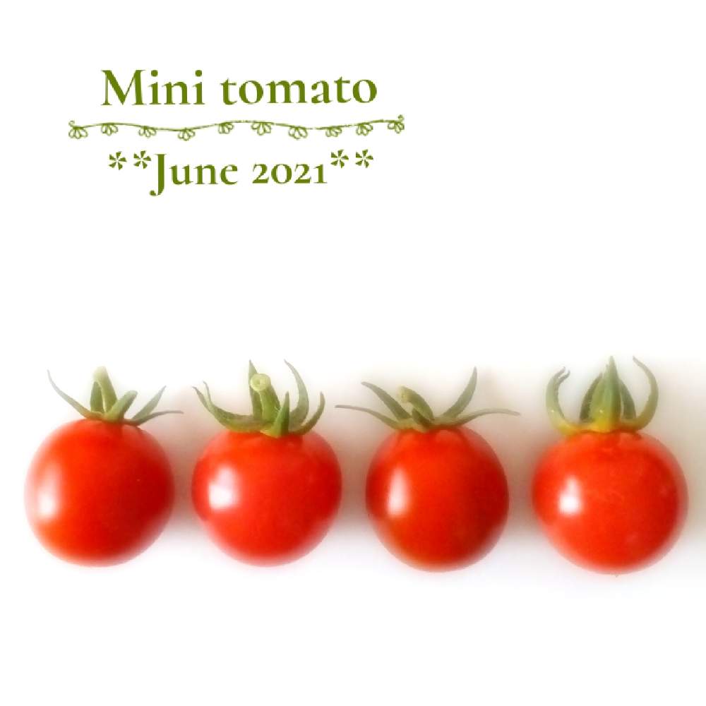 ミニトマトの投稿画像 By Flora さん 可愛いと夏野菜 21月6月29日 Greensnap グリーンスナップ
