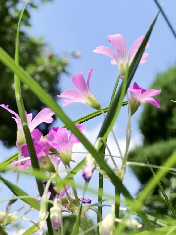 カタバミ科の投稿画像 By 京紫さん ピンク ピンクと青空と植物 とピンク色の花と 植物 空模様 コラボ とムラサキカタバミ といやし と青空とiphone撮影と雑草と雑草の花 21月6月29日 Greensnap グリーンスナップ