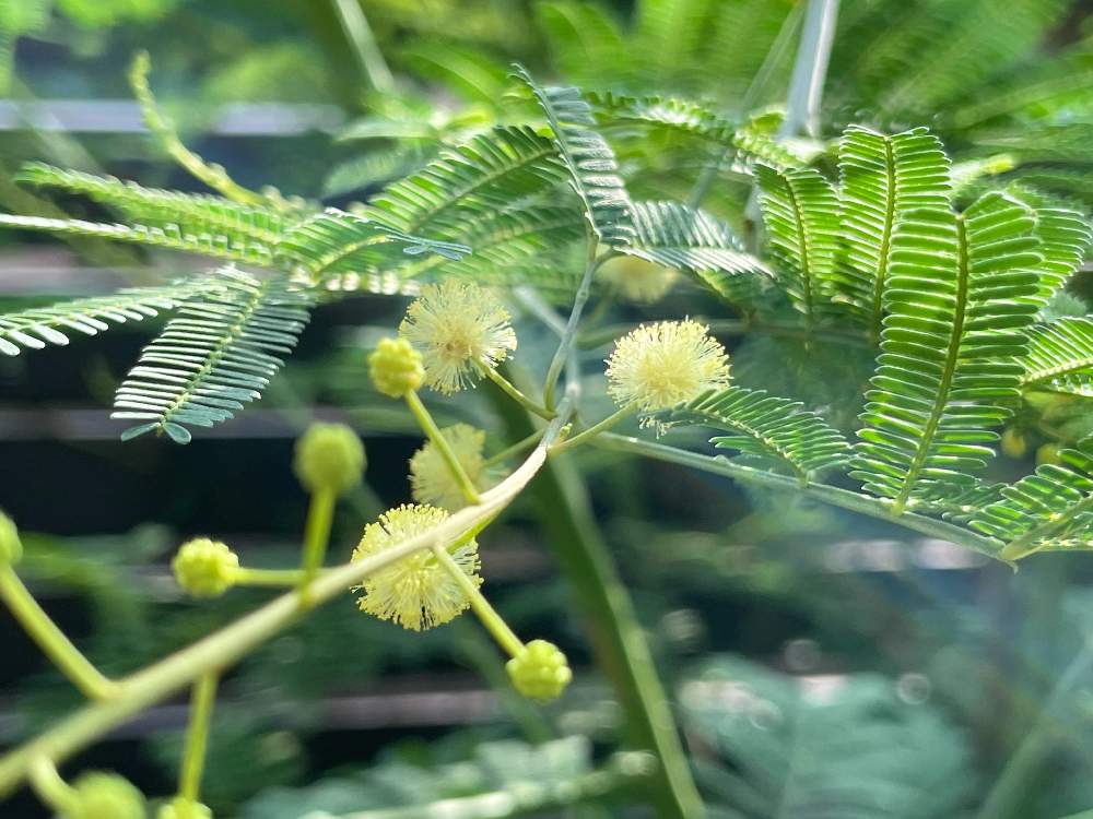 アカシア デアネイの投稿画像 By ソラミさん ナチュラルガーデンと朝日を浴びてと今朝のお庭と庭木と小花好き 21月6月29日 Greensnap グリーンスナップ