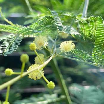 アカシア デアネイの投稿画像一覧 Greensnap グリーンスナップ