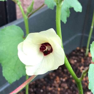 オクラ,オクラの花,種まきっ子,野菜の花,ベランダ菜園の画像