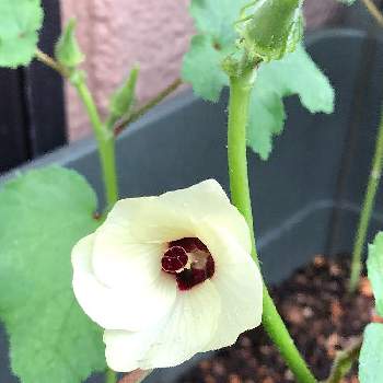 オクラ,オクラ(丈が小さい種類)の画像