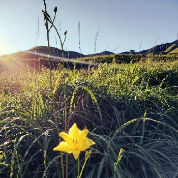 ユウスゲの花の投稿画像一覧 Greensnap グリーンスナップ