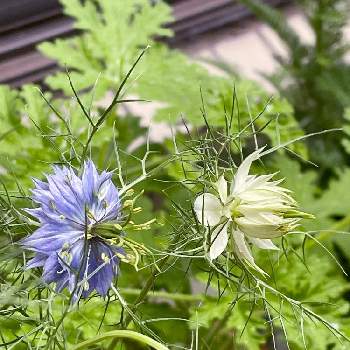 ニゲラの蕾 の投稿画像一覧 Greensnap グリーンスナップ