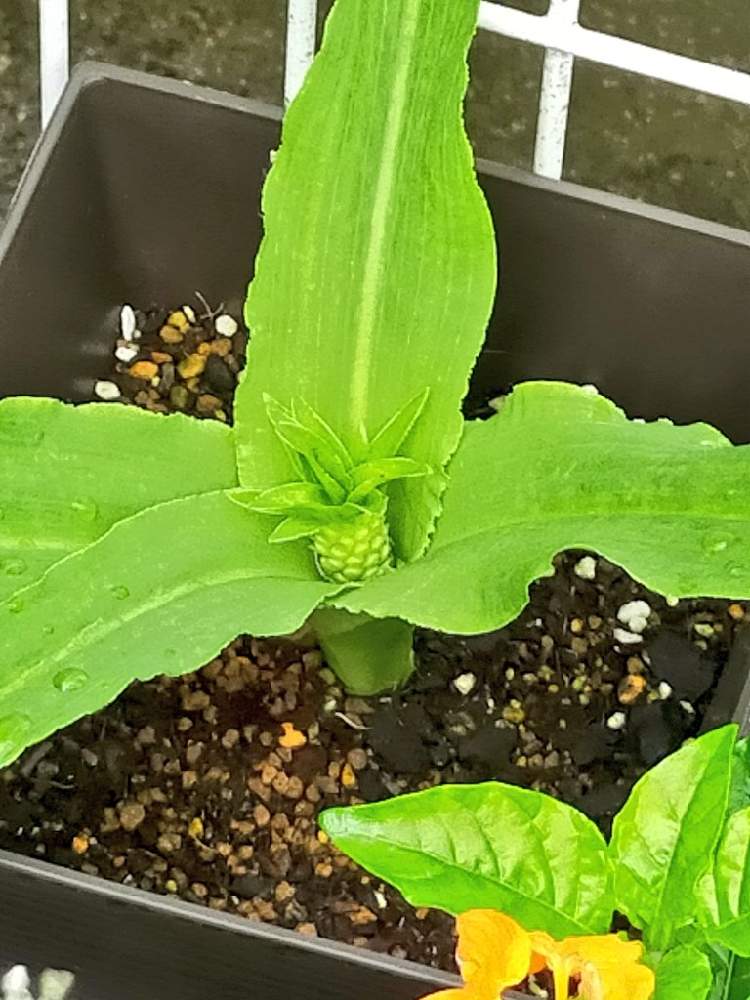 パイナップルリリー ユーコミス の成長記録 Greensnap グリーンスナップ