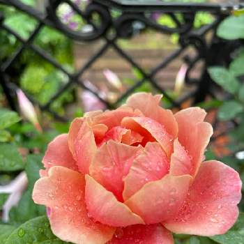 雨上がりの一枚の画像 by キララさん | 小さな庭と色の変化が楽しめるとピンクベージュ色のバラとお花に癒されてと雨上がりの一枚と河本ローズとピンク色の花と花のある暮らしとバラ・ミニバラと花姿が魅力的とピンクビンテージ