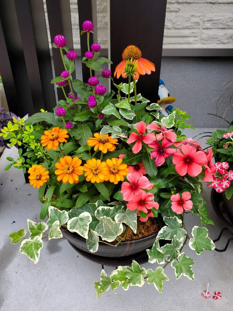 ジニアの投稿画像 By Junさん エキナセア シャイアンスピリットと千日紅ラスベガスとヘデラ ダックフットとビンカ タトゥーと マイガーデンとモリモリ と Prと寄せ植えと 住友化学園芸とおうち園芸と マイガーデンで育てたと花のある暮らしと夏の寄せ植え 21月6月29