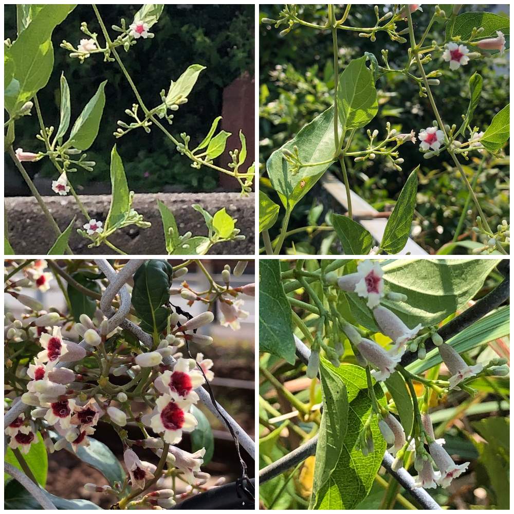 ヘクソカズラ ヤイトバナ サオトメカズラ の投稿画像 By Ichiさん リースの花材とつる性多年草とアカネ科 と可愛らしい花と実とお出かけ先と ヘクソカズラ ヤイトバナ サオトメカズラ とリースの花材とつる性多年草とアカネ科 と可愛らしい花と実 21月6月29日