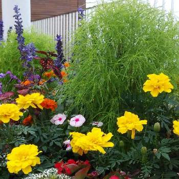 マリゴールドの画像 by オシャレさんさん | お出かけ先とコキアとマリゴールドと夏のお花と自然大好きと草花好きと屋上庭園植物