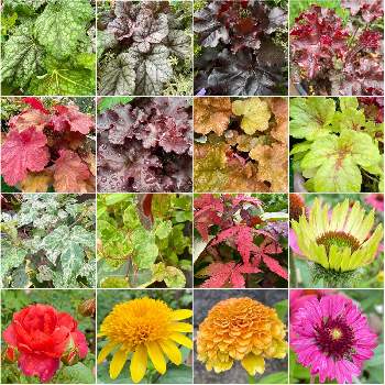 斑入りノブドウ の投稿画像一覧 Greensnap グリーンスナップ