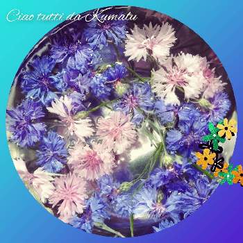 contadinaの画像 by くまるさん | キッチンと矢車菊とcontadinaと収穫祭とゆるくたのしくと青い花マニアとGSアダルトチームとウキウキわくわく♪