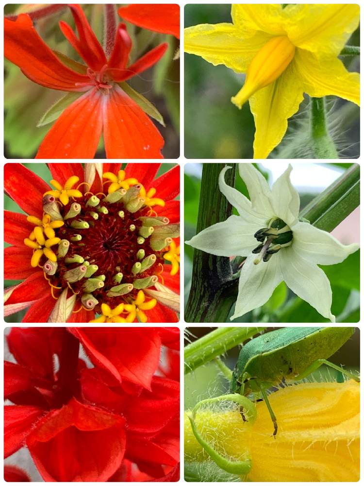 サルビアの投稿画像 By なおちゃんさん 百日草とミニトマトの花と子供ピーマンの花ときゅうりの花 とカメムシとモミジバゼラニウムと我が家の野菜とおうち園芸と真っ赤な火曜日と火曜はマクロの発表会と花が好き 21月6月29日 Greensnap グリーンスナップ