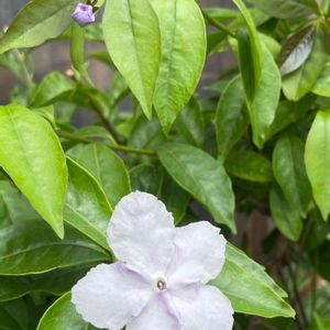 ニオイバンマツリ,ハーブ,花壇,ガーデニング,山野草の画像