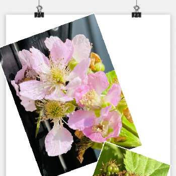 ブラックベリーの花の画像 by ももこさん | 小さな庭とブラックベリーとブラックベリーの花とおうち園芸とベリー系果樹2021