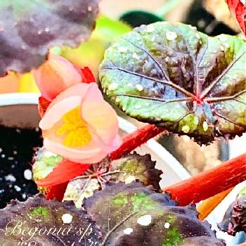 ドットの画像 by キラライ　ブツ子さん | ミステリアスなとドットとチャーミングプリティーとミステリアスとピンクのお花♡とレックスベゴニア☘️と水玉の葉っぱとfashionableと色目が素敵とヒカリとレックスベゴニアエクアドル