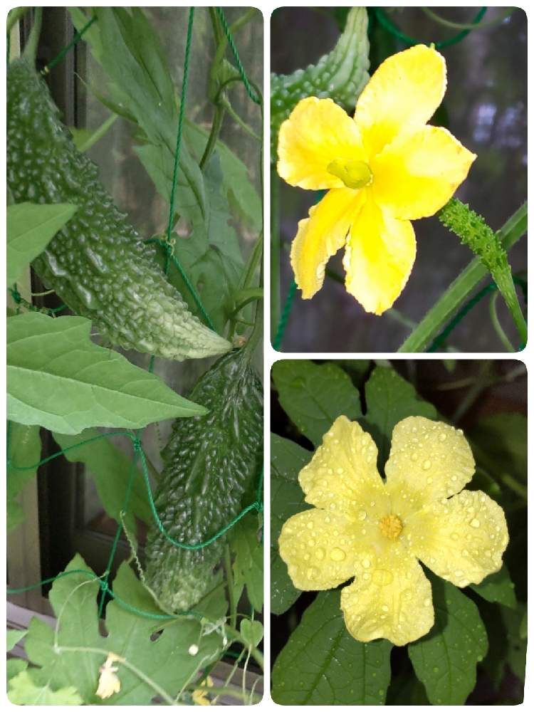 ゴーヤの投稿画像 By T Akiさん 雄花 と 雌花 21月6月29日 Greensnap グリーンスナップ