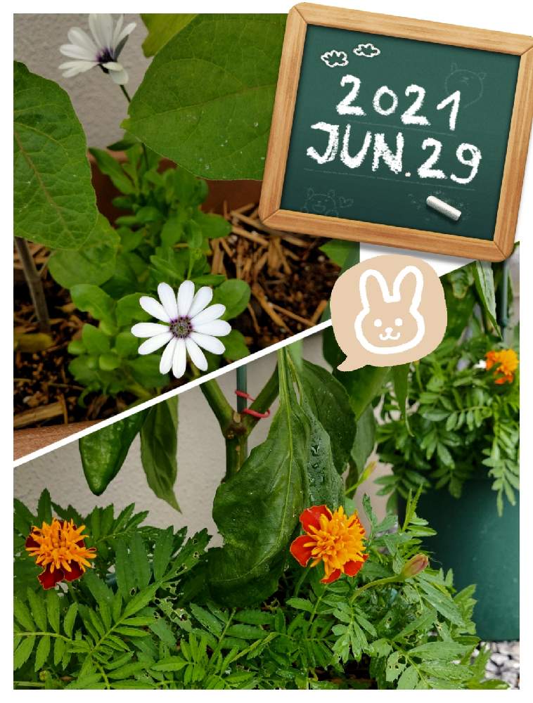マリーゴールドの投稿画像 By りょくさん オステオスペルマムと寄せ植えと家庭菜園とハーブと挿し木 21月6月29日 Greensnap グリーンスナップ