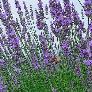 ラベンダー,満開,紫の花,夏の花,青い花の画像