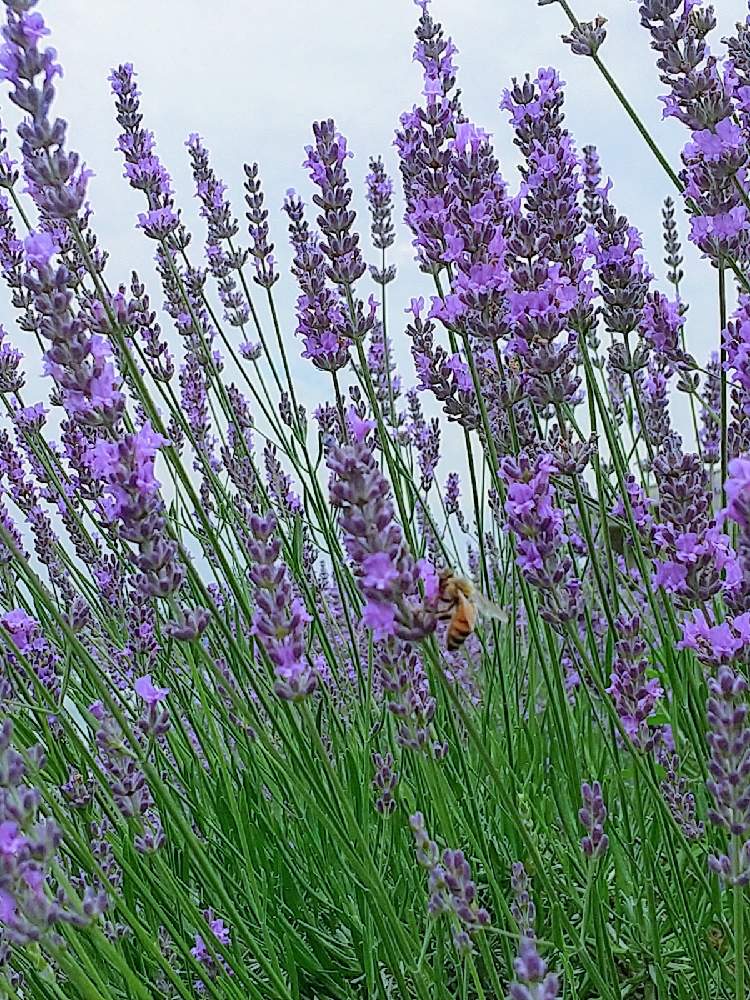 ラベンダーの投稿画像 By Flower Skyさん お出かけ先と空を背景にと満開と青い花と夏の花と花と虫ととアロマと花のある暮らしと紫の花と空を背景にと満開と青い花と夏の花と花と虫ととアロマと花のある暮らしと紫の花 21月6月29日 Greensnap グリーンスナップ