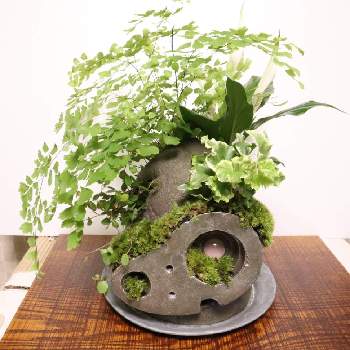 ロボット兵の投稿画像一覧 Greensnap グリーンスナップ