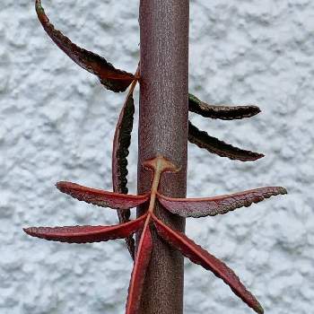 白モッコウバラ の投稿画像一覧 Greensnap グリーンスナップ