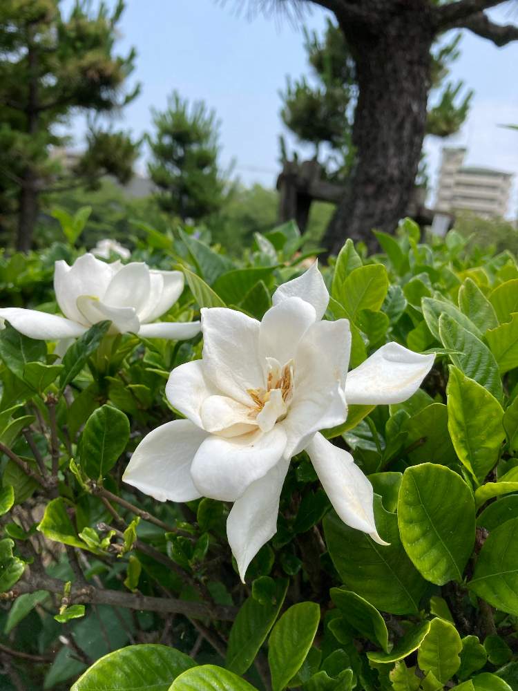 クチナシの投稿画像 By つきさん いい香りと白い花と運河公園 21月6月29日 Greensnap グリーンスナップ