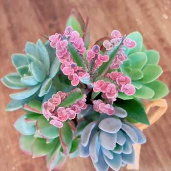 薄化粧の投稿画像一覧 Greensnap グリーンスナップ