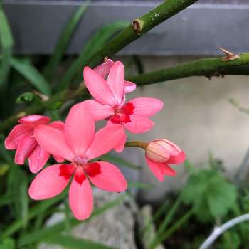 ヒメオウギの投稿画像一覧 Greensnap グリーンスナップ