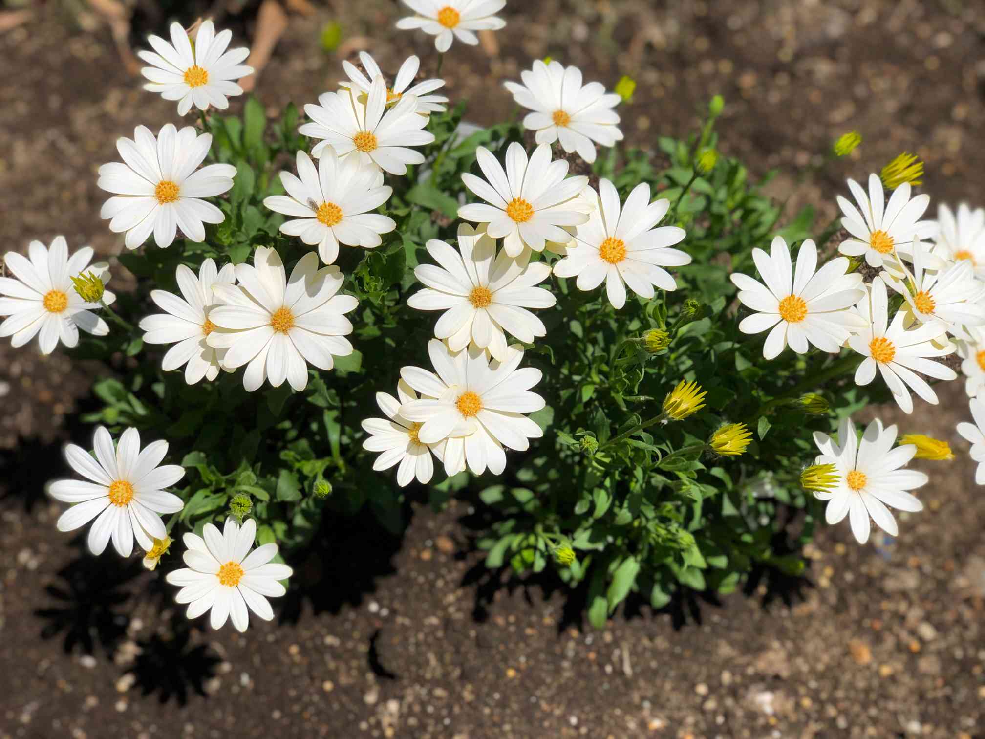 緑系 ひまわり(デイジー)バラの花かんむり 緑系 ひまわり(デイジー)バラの花かんむり