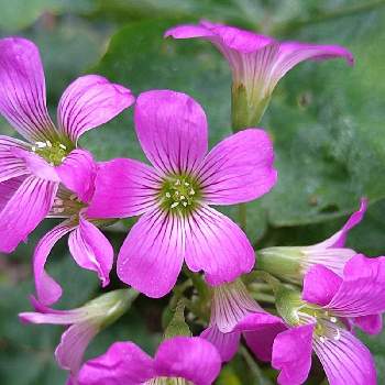 ムラサキカタバミの花の投稿画像一覧 Greensnap グリーンスナップ