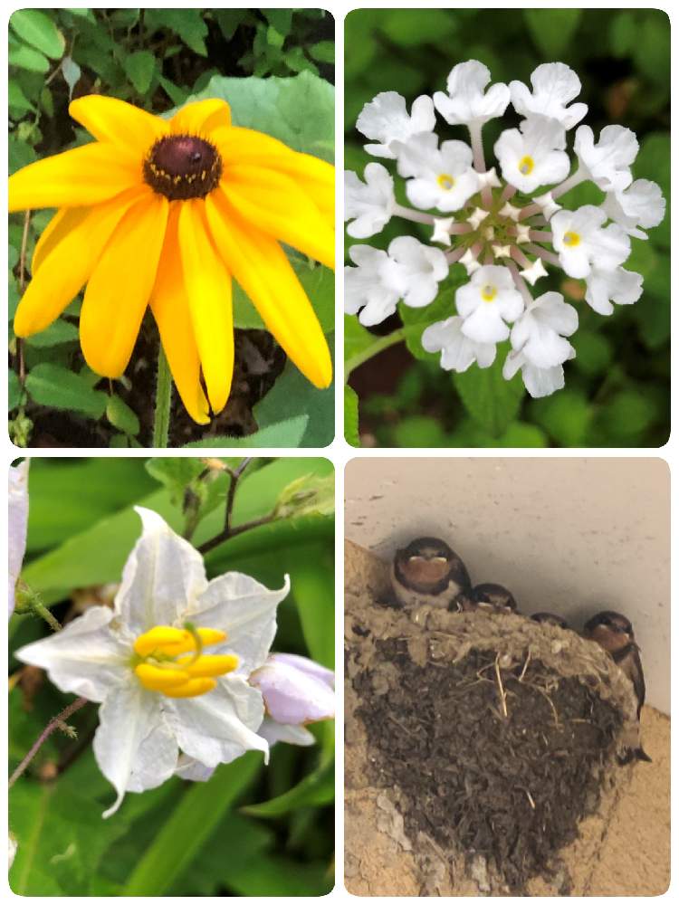 ランタナの投稿画像 By マー爺さん ワルナスビとツバメの赤ちゃんとルドペキア ヒルタ 21月6月29日 Greensnap グリーンスナップ