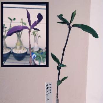 ペトペンチア・ナタレンシスの画像 by Dyeさん | ペトペンチア属とペトペンチア・ナタレンシスと塊根植物と珍奇植物とビザールプランツ