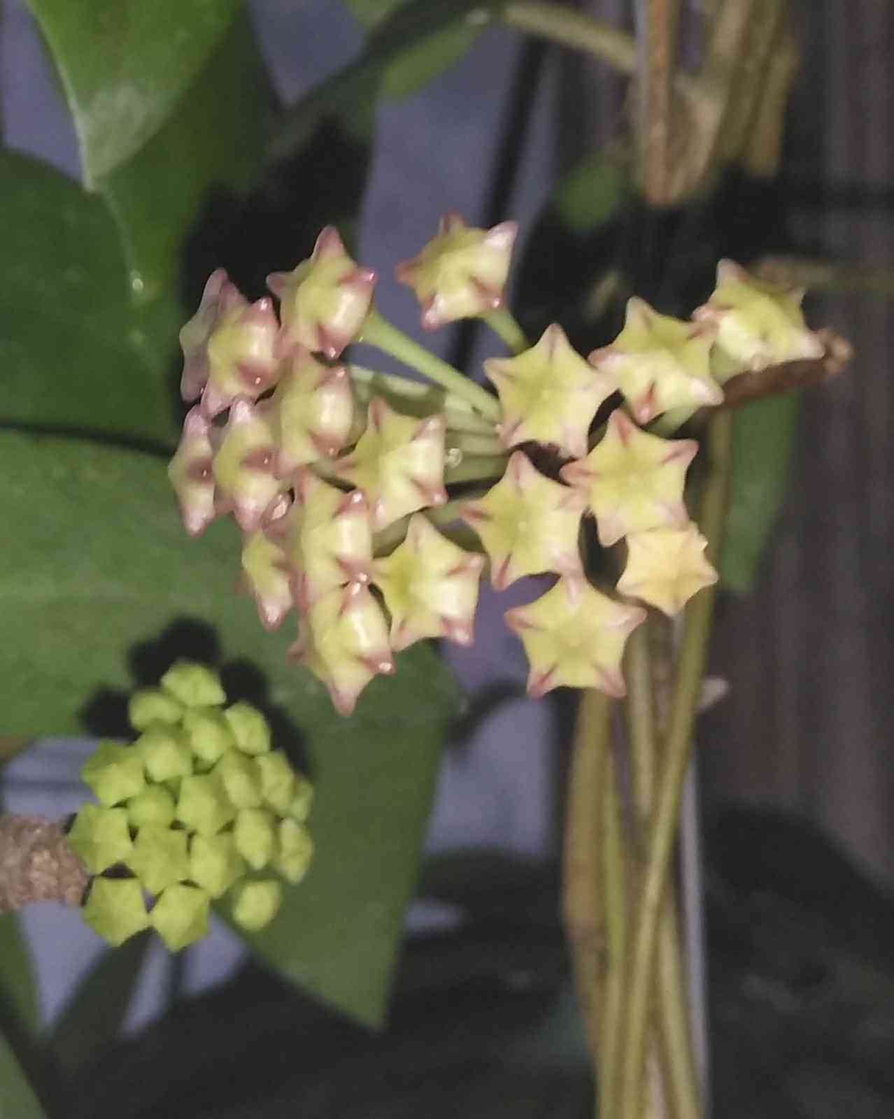 ホヤ　ミンドレンシス ホヤ ミンドレンシスの一覧｜🍀GreenSnap（グリーンスナップ）