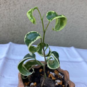 観葉植物,ダイソー産,100均観葉植物,葉っぱ好き,斑入り葉の画像