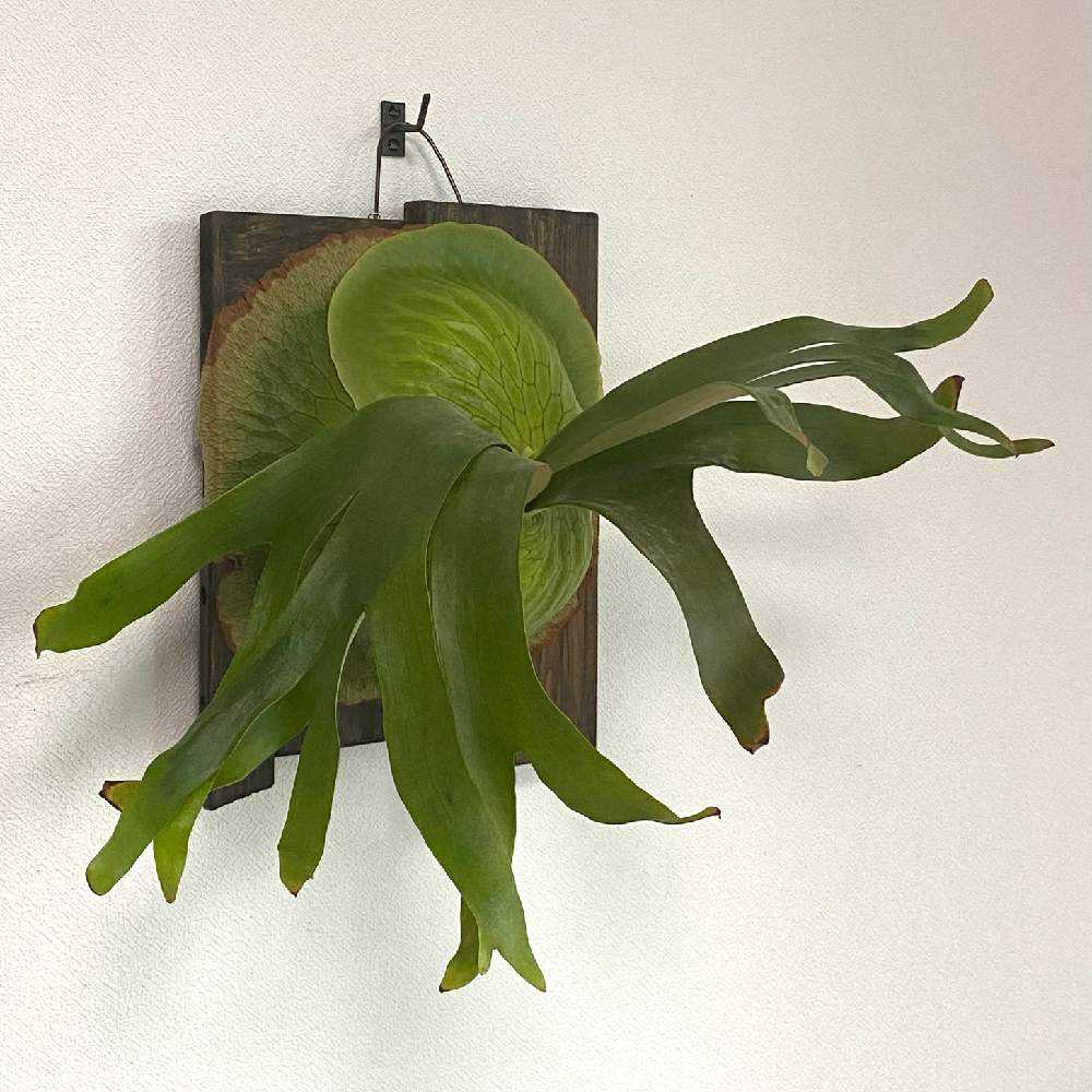 P. Horne's Surprise 成長記録 2025.2.12｜🍀GreenSnap（グリーン